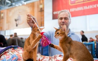 Global Pet Expo trade show booth rentals and custom exhibits
